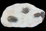 Four Trilobite Species In Association - Jorf, Morocco #138935-1